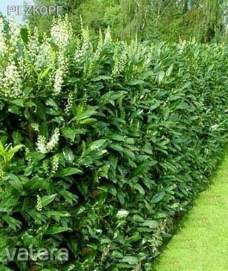 Prunus laurocerasus 'Novita'